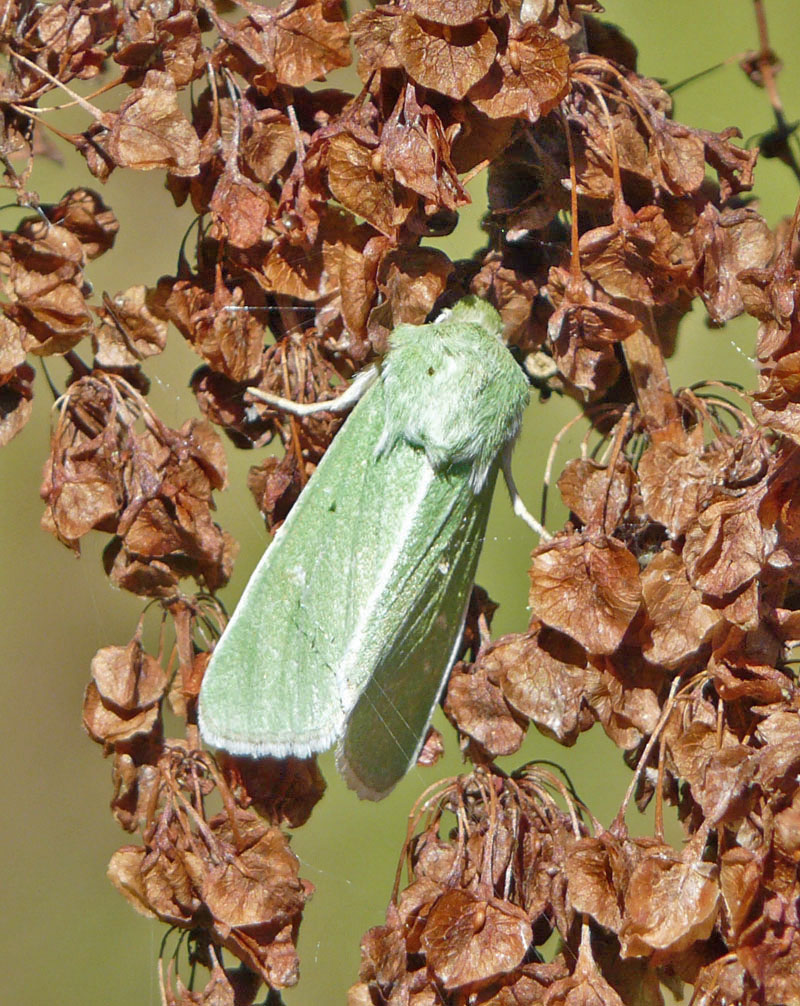 Identificazione falena - Calamia tridens